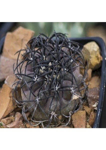 Copiapoa Griseoviolacea Kaktüs Tohumu