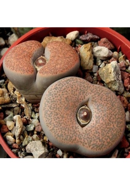 Lithops Terricolor ‘peersii’ Sukulent Tohumu