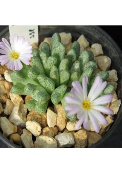 Conophytum Tantillum Sukulent Tohumu