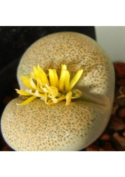 Lithops Terricolor Sukulent Tohumu