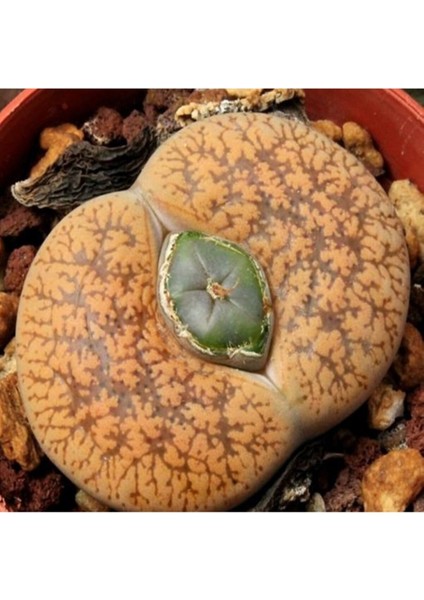 Lithops Lesliei V Hornii Sukulent Tohumu