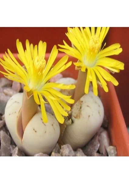 Lithops Ruschiorum Sukulent Tohumu