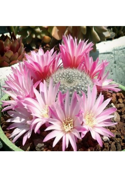 Rebutia Narvaecense Kaktüs Tohumu