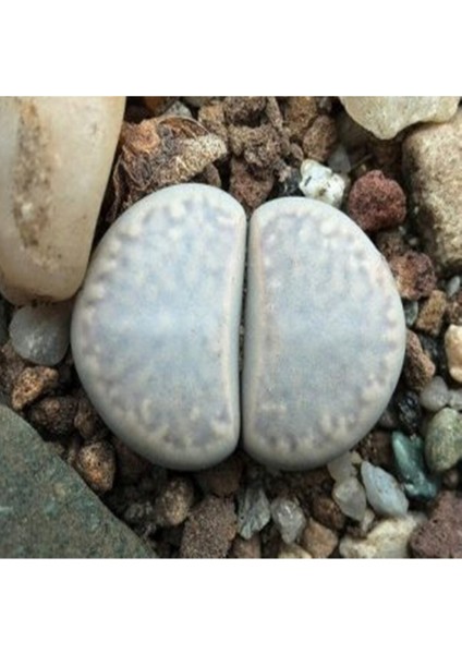 Lithops Amicorum Sukulent Tohumu