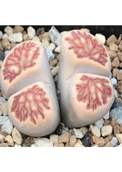 Lithops Julii ‘kikushogiyoku’ Sukulent Tohumu