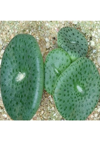 Conophytum Obcordellum Ssp Ceresianum Sukulent Tohumu