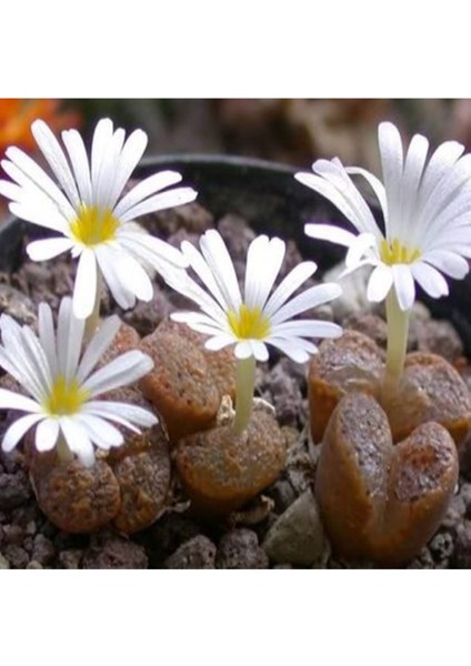 Conophytum Pellucidum Ssp Pardicolor Sukulent Tohumu