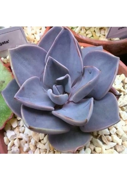 Echeveria Rodolfi Sukulent Tohumu