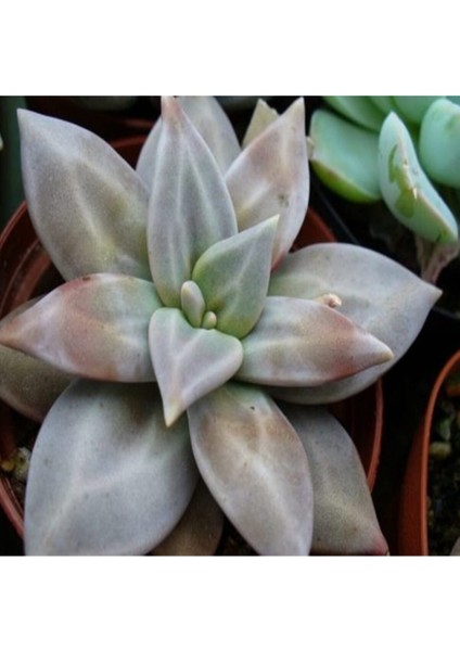 Echeveria Xichuensis Sukulent Tohumu