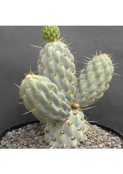Miquelopuntia Miquelii Kaktüs Tohumu