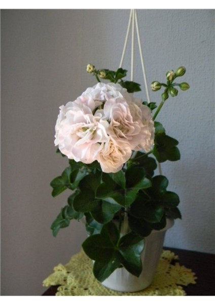 10 Adet Beyaz Renkli Gül Sardunya Çiçeği Tohumu