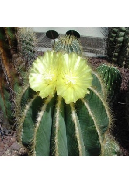 Parodia Magnifica Kaktüs Tohumu
