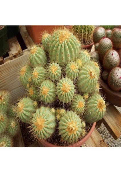 Copiapoa Haseltoniana Cactus Kaktüs Tohumu