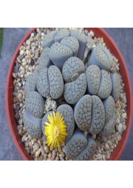 Lithops Hookeri V Susannae Sukulent Tohumu