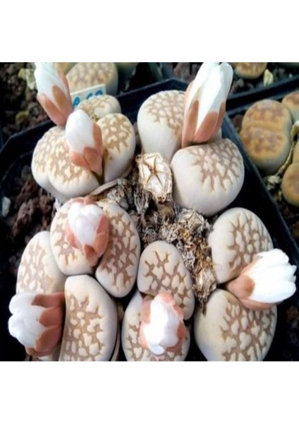 Lithops Julii Sukulent Tohumu