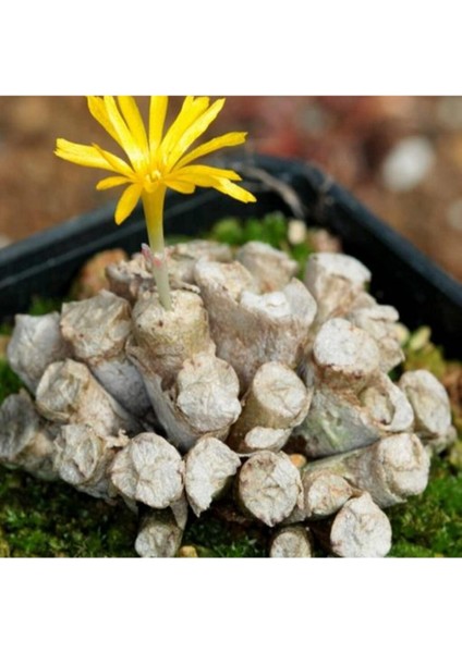 Conophytum Irmae Sukulent Tohumu