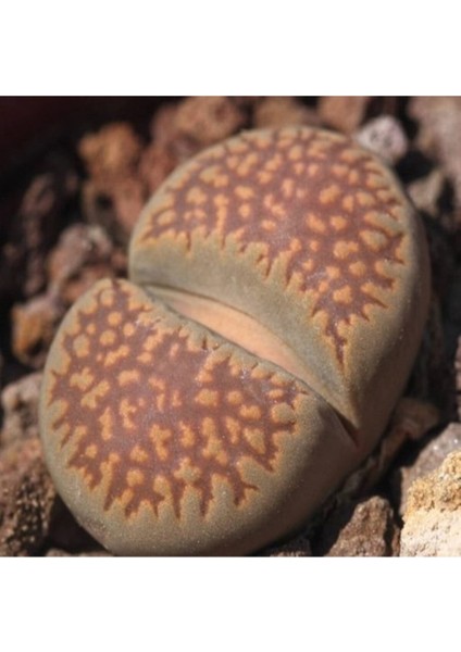 Lithops Villetii Ssp Deboeri Sukulent Tohumu