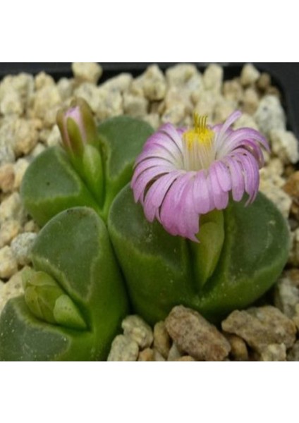Conophytum Pubescens Sukulent Tohumu