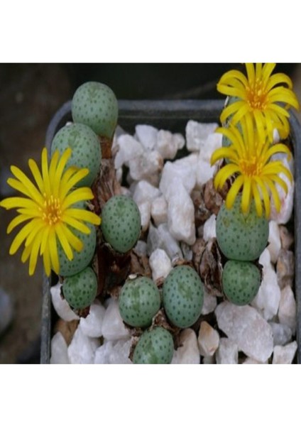 Conophytum Flavum Ssp Novicium Sukulent Tohumu