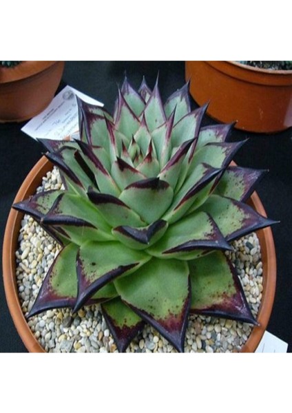 Echeveria Agavoides ‘ebony’ Sukulent Tohumu
