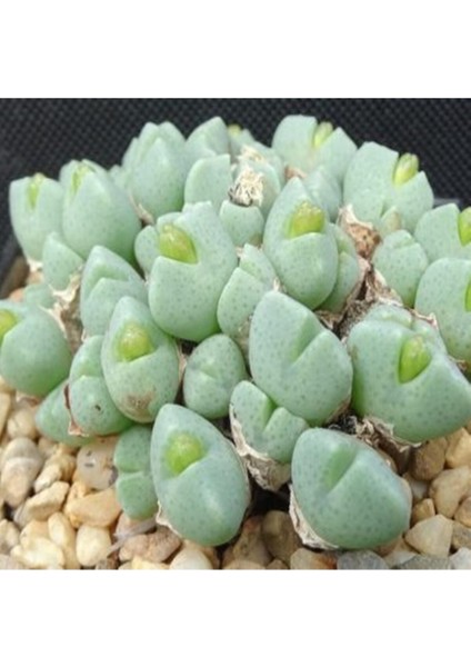Conophytum Quaesitum Sukulent Tohumu