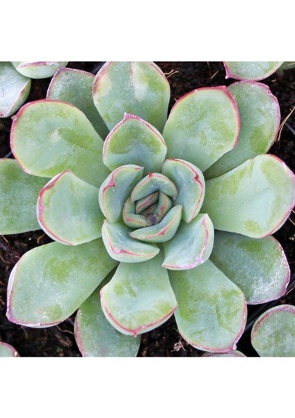 Echeveria Pulidonis Sukulent Tohumu