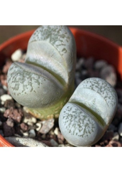 Lithops Herrei Sukulent Tohumu