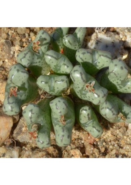 Conophytum Turrigerum Sukulent Tohumu