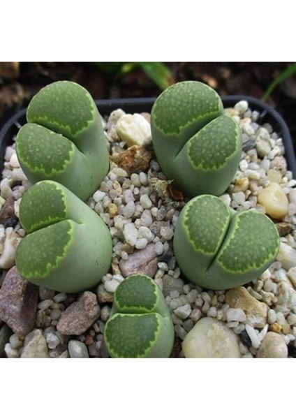 Lithops Salicola ‘malachite’ Sukulent Tohumu