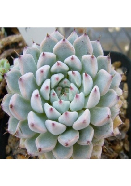 Echeveria Cuspidata V Gemmula Sukulent Tohumu