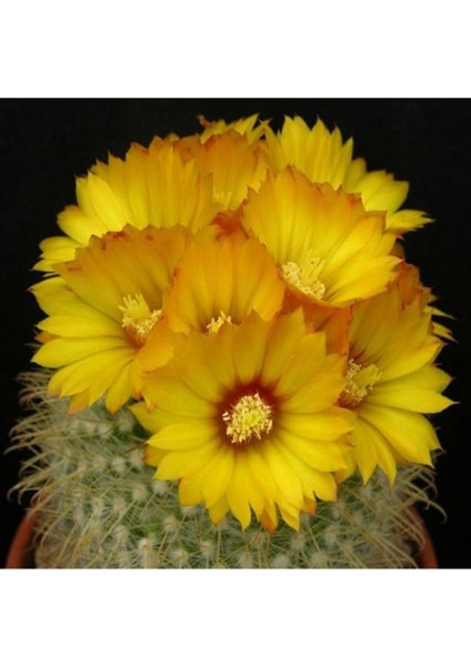 Parodia Formosa Kaktüs Tohumu