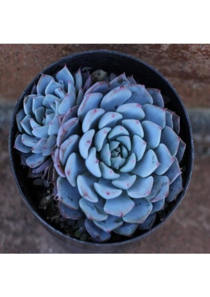 Echeveria Minima Sukulent Tohumu