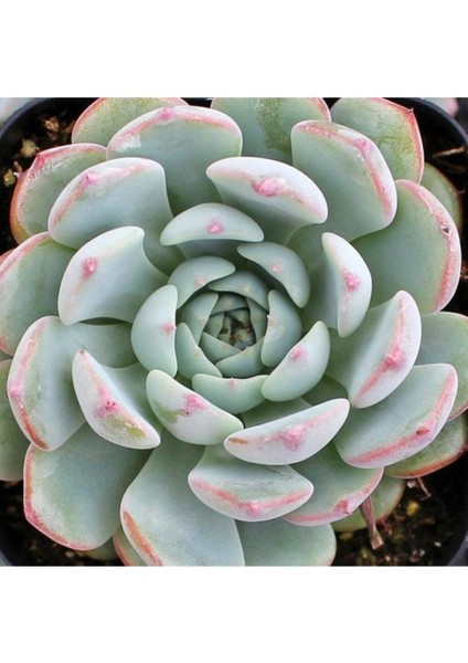 Echeveria Minima Sukulent Tohumu
