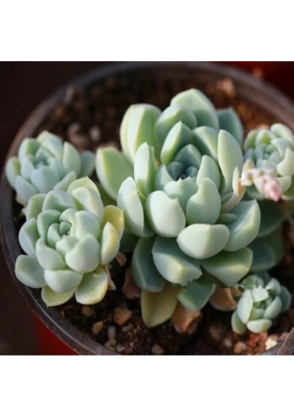 Echeveria Elegans V Albicans Sukulent Tohumu