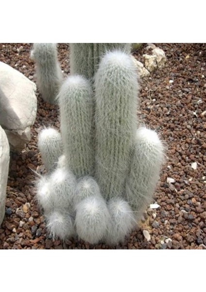 Cephalocereus Senilis Kaktüs Tohumu