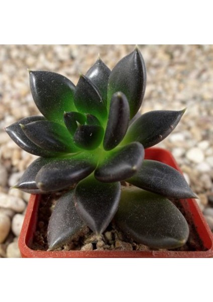 Echeveria Affinis Sukulent Tohumu