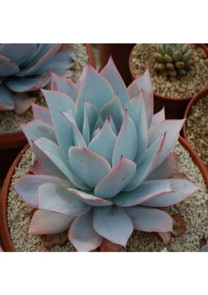 Echeveria Cante Sukulent Tohumu