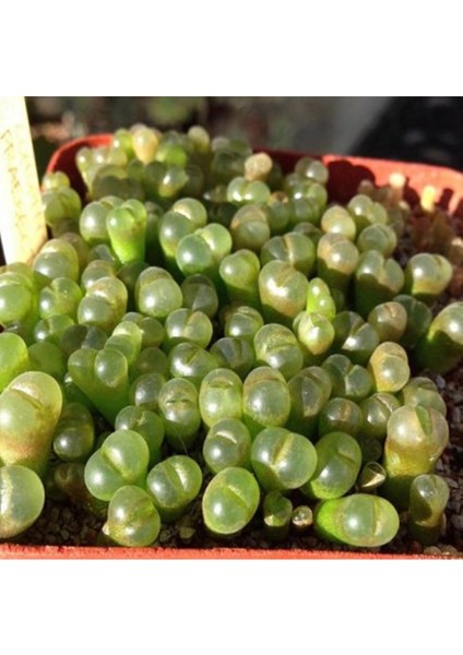 Conophytum Praesectum Sukulent Tohumu