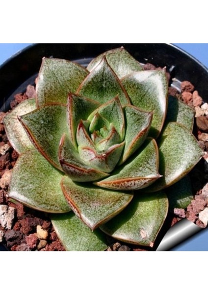 Echeveria Purpusorum Sukulent Tohumu