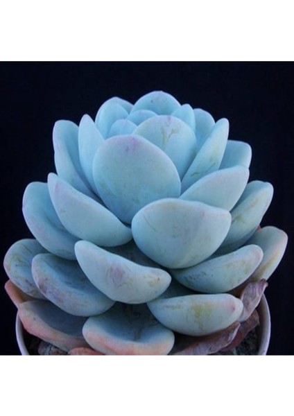 Echeveria Laui Sukulent Tohumu