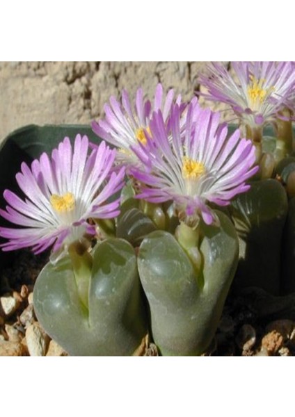 Conophytum Lydiae Sukulent Tohumu