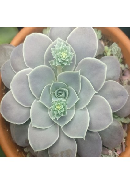 Echeveria Diffractens Sukulent Tohumu