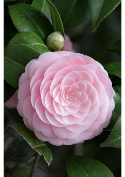 15 Adet Soft Renkli Japon Gülü Çiçeği Tohumu