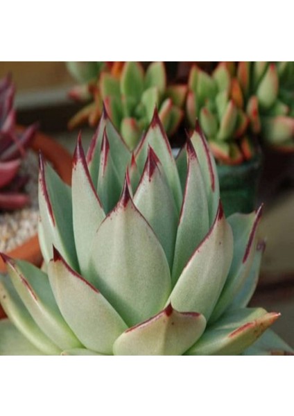 Echeveria Agavoides V Maria Sukulent Tohumu