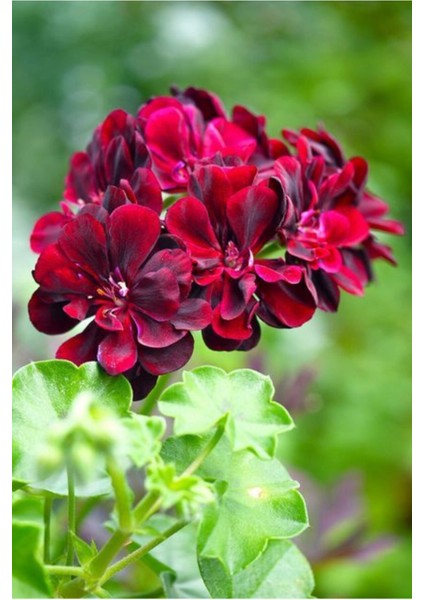 10 Adet Bordo Sardunya Çiçek Tohumu