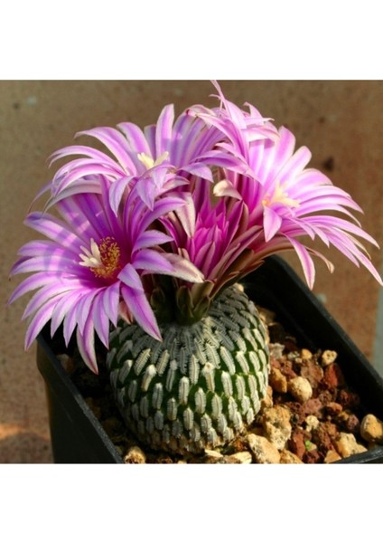 Turbinicarpus Pseudopectinatus Kaktüs Tohumu