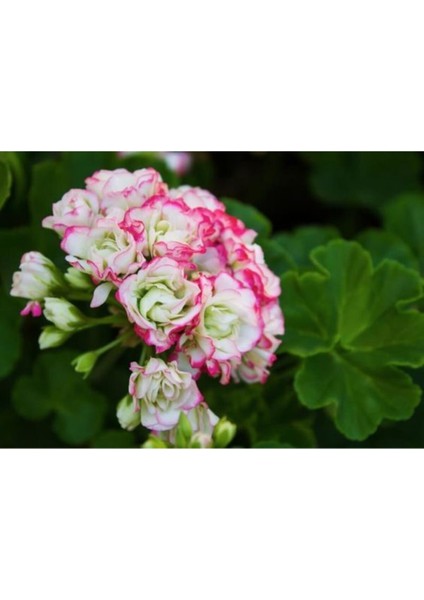 10 Adet Beyaz-Pembe Kenarlı Gül Sardunya Çiçeği Tohumu