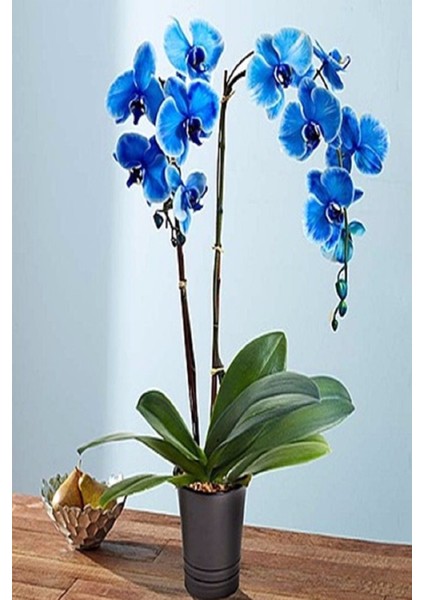 Mavi Orkide Tohumları +10 Orkide Tohumu Gizli Bahçeleriniz Için