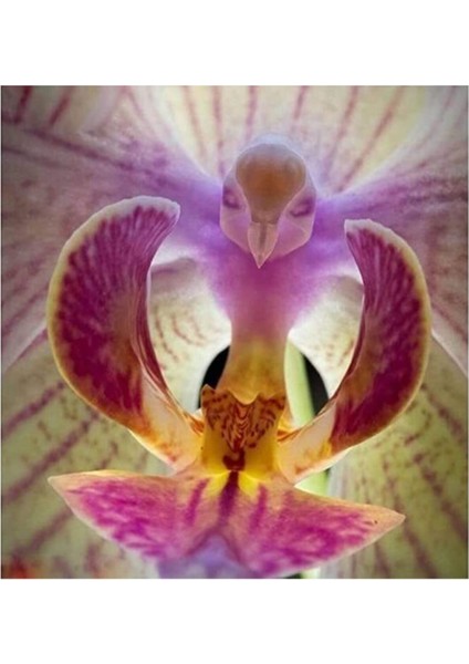 25 Adet Kuş Şeklinde Orkide Tohumu Phalaenopsis Kuş Şeklinde Orkide Tohumu