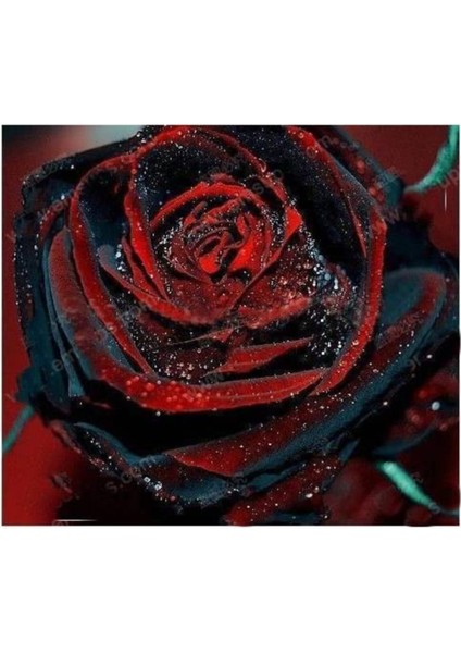 Siyah Kırmızı Gül Çiçek Tohumu 5 Adet